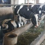 berita_20250116020126